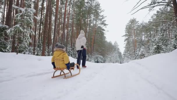 Bambino piccolo sta cavalcando slitta nella foresta innevata, donna sta tirando slitta nella foresta in inverno — Video Stock