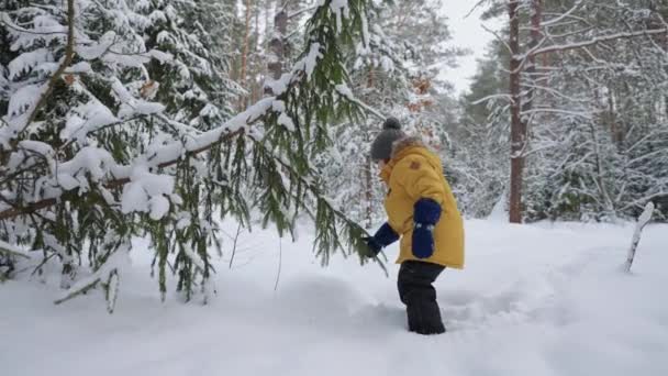 Litet barn utforskar naturen i vinterskogen, leker med tallgrenar med snö — Stockvideo