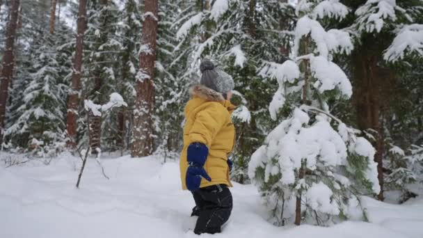 Winter in forest, little child is playing with small snowy spruce and laughing, carefree childhood — Stock Video