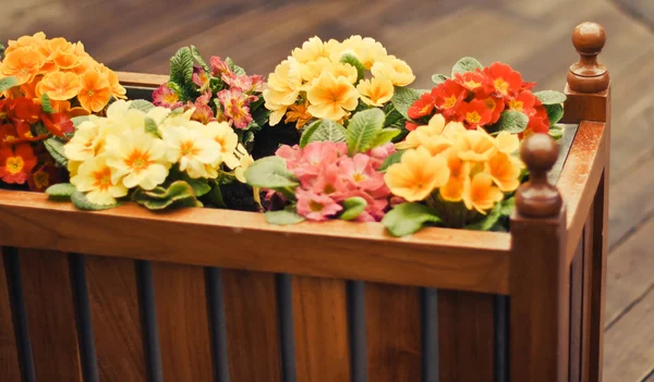 Цветочный горшок с красочными цветами — стоковое фото