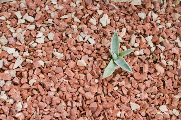 Aloe vera over stone — Stock Photo, Image