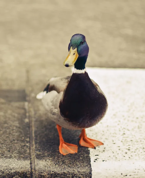 Pato-palha no asfalto — Fotografia de Stock