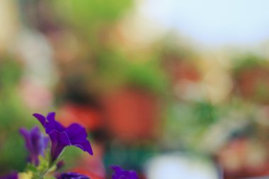 Makro bokeh ile soyut Menekşe çiçek