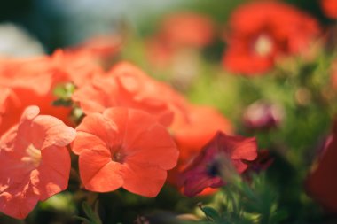 Makro bokeh arka kırmızı çiçekler