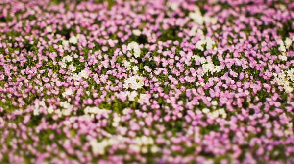 Vita och rosa blommor — Stockfoto