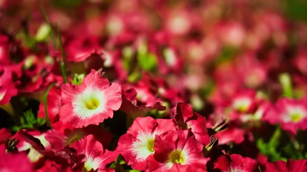 Red flowers — Stock Photo, Image