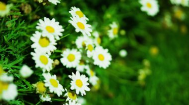 Yaz kır çiçekleri