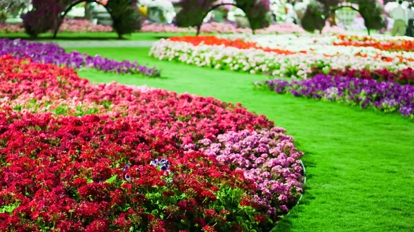 Fältet med blommor — Stockfoto