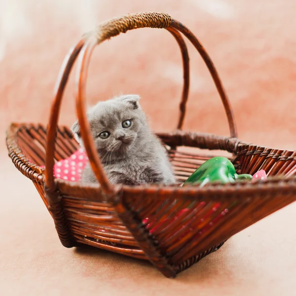 Pretty kitten in the basket — Stock Photo, Image