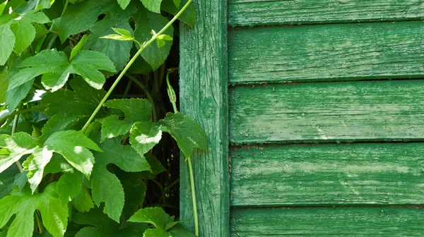 Cerca verde e planta — Fotografia de Stock