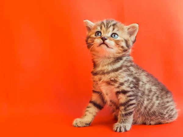 Kitten — Stock Photo, Image