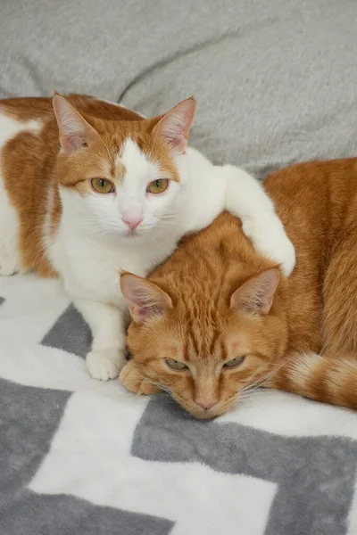 Kızıl ve beyaz kediler arkadaş kucaklaşması yapıyor. Ev kedisi teması — Stok fotoğraf