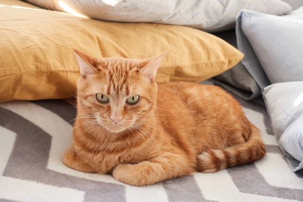 Huiselijk tabby kat closeup portret op pluizig deken achtergrond — Stockfoto