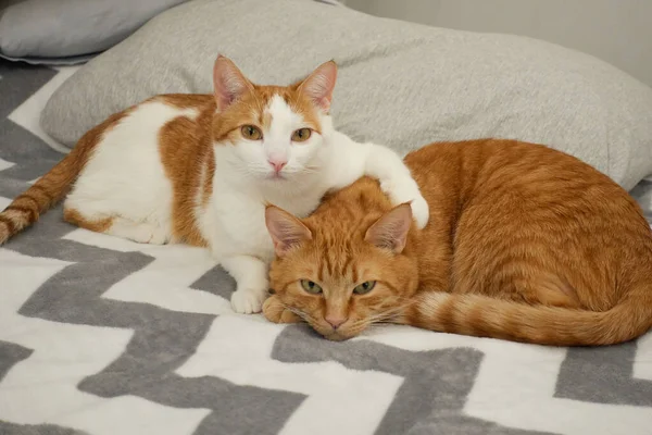 Ginger doméstico y gatos blancos haciendo concepto de abrazo de amigo — Foto de Stock