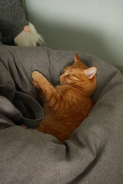 Gato de jengibre doméstico durmiendo en un sofá gris. Concepto de descanso —  Fotos de Stock