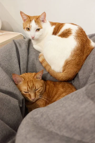 Twee huisdieren rood en wit katten slapen op een grijze bonenzak — Stockfoto
