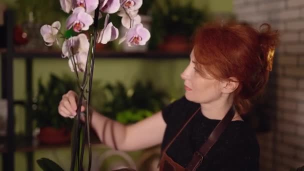 Florista femenina cuidando de las flores florecidas en casa — Vídeos de Stock