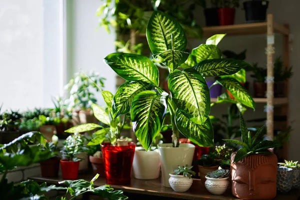 Decorative plants in pots at greenhouse in sunny day