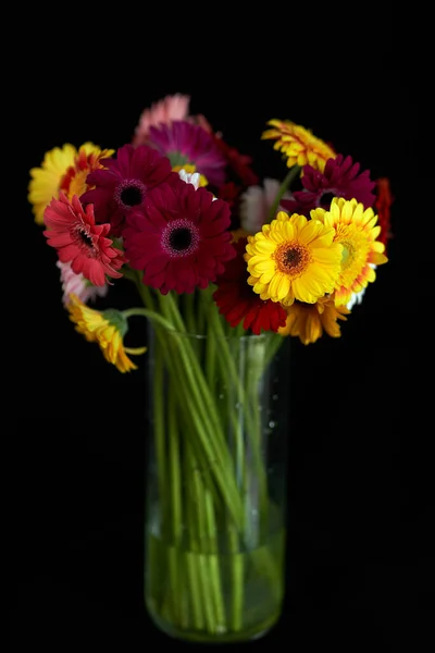 Κίτρινα κόκκινα και ροζ λουλούδια gerbera σε μαύρο φόντο — Φωτογραφία Αρχείου