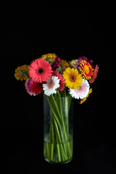 Квіти Гербера червоного, рожевого, жовтого і білого кольорів — стокове фото
