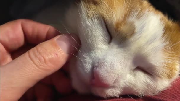 Osoba ręce masowanie domowego rudego-białego kota — Wideo stockowe