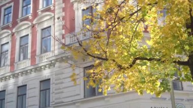 Viyana, Avusturya 'daki sarı ve altın yapraklı eski bina gün ışığında sallanıyor. Güneşli bir günde akçaağaç dalında sonbahar yaprakları. Sonbahar yeşillik konsepti. Yüksek kalite 4k video kaydı