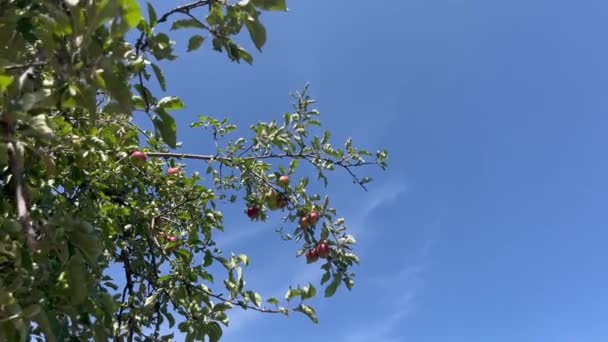Harvest Season Ripe Apples Tree Branches Ripe Green Apples Blue — Stockvideo