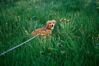 Cute ginger puppy dog sitting in a grass with leash for dog. Pet photo concept. Funny brown playful doggy sitting on a green grass outdoor. High quality photo
