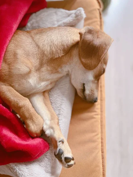 Cute Sleepy Ginger Dog Relaxing Sleeping Lying Couch Covered Red — Photo