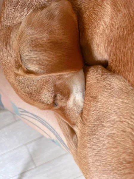 Adorable Cute Sleepy Ginger Dog Relaxing Sleeping Lying Hands Woman — Foto Stock