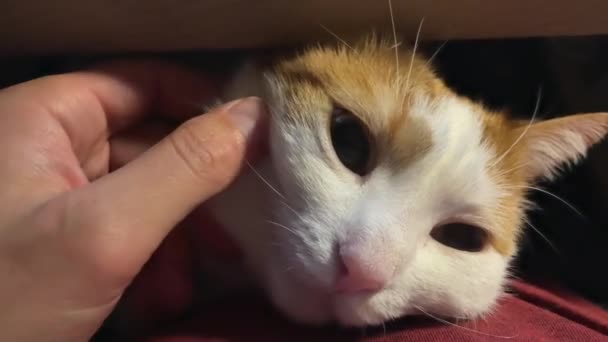 Closeup Hands Person Massaging Scratching White Ginger Fluffy Cat Domesticated — Αρχείο Βίντεο