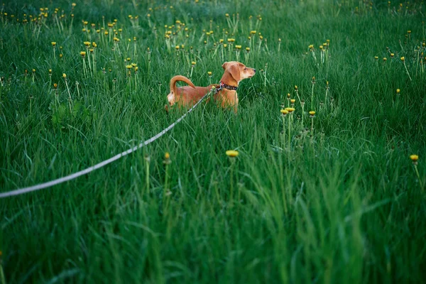 Pet Photo Concept Cute Brown Puppy Dog Staying Grass Leash — Stock Photo, Image