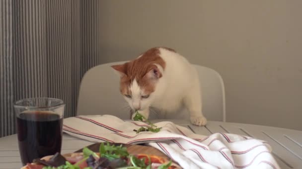 Кіт Краде Руколу Столу Смачною Домашньою Італійською Піцою Їсть Домашній — стокове відео