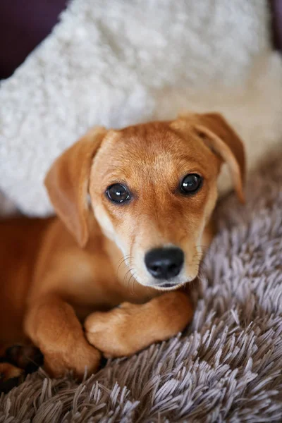 Adorable Brown Puppy Lonely Emotion Lying Fluffy Gray Blanket Ginger — Photo