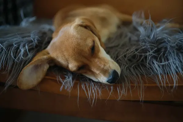 Little Cute Dachshund Dog Sleeping Armchair Red Haired Ginger Dachshund — Photo