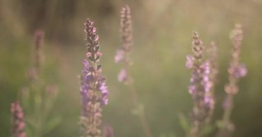 Purple flowers of salvia in summer. Closeup blooming lavender in a field at sunset. Lavender flower summer background with beautiful violet colors and bokeh lights. High quality 4k footage