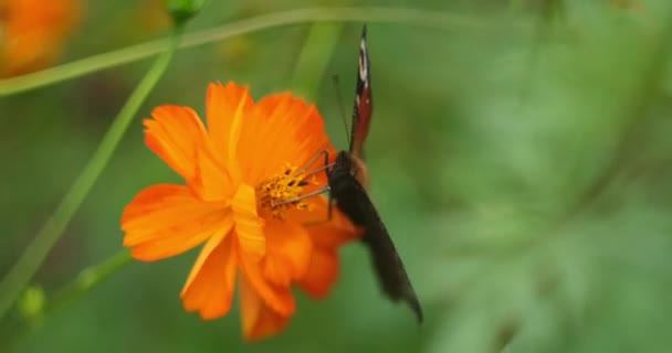Καλοκαίρι Λουλούδι Και Πεταλούδα Την Ηλιόλουστη Μέρα Χαριτωμένη Πεταλούδα Παγώνι — Αρχείο Βίντεο