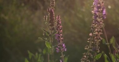 Closeup blooming lavender in a field at sunset. Purple flowers of salvia in summer. Lavender flower summer background with beautiful violet colors and bokeh lights. High quality 4k footage