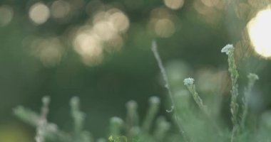 Blurry defocused meadow on background with green grass on foreground in sunny evening sunset. Abstract natural organic background. High quality 4k footage
