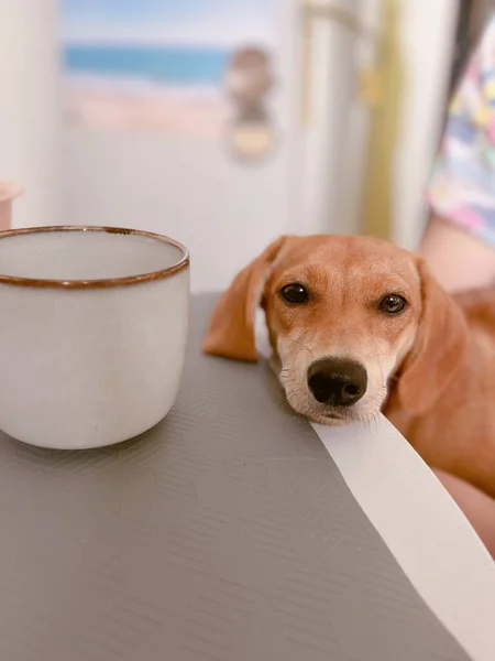 悲しい感情を持つ愛らしい茶色の子犬がカップの上に立ってテーブルの上に横たわっています ジンジャーかわいいダックスフンドの犬 高品質垂直写真 — ストック写真