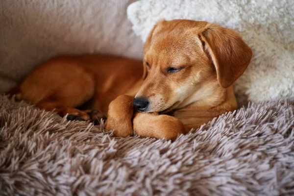 Carino Cucciolo Zenzero Con Emozione Solitaria Che Dorme Una Soffice — Foto Stock