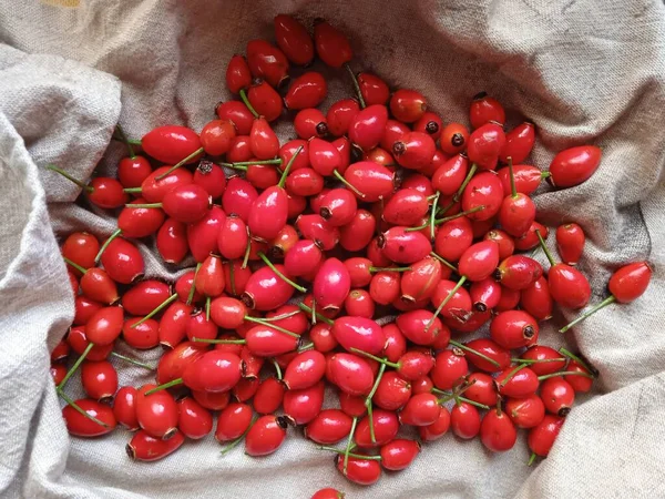 Czerwone Owoce Dzikiej Rozy Materiale Red Rosehips Bir Kumaş Üzerinde — Stok fotoğraf