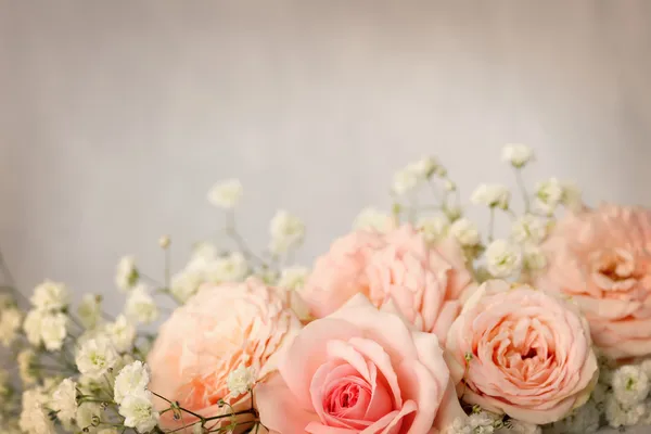 Schöne Rosen — Stockfoto