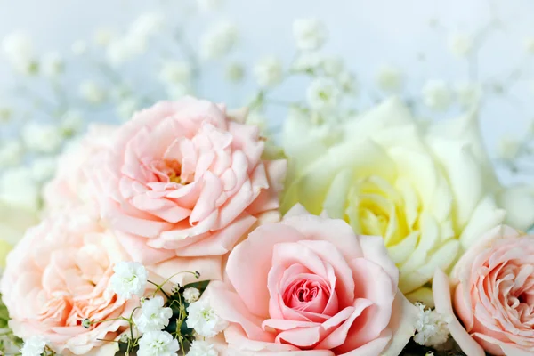 Beautiful roses — Stock Photo, Image