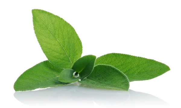 Sage close up — Stock Photo, Image