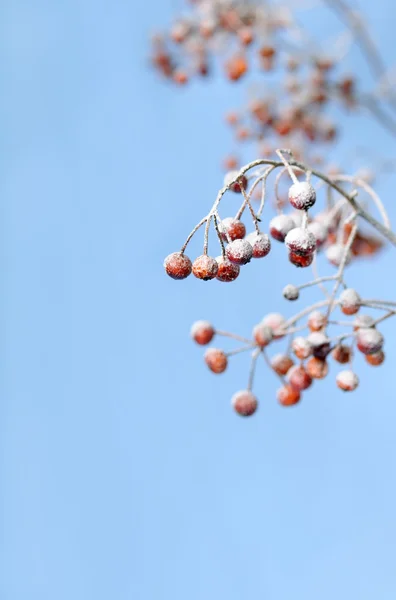 Beeren mit Schnee — Stockfoto