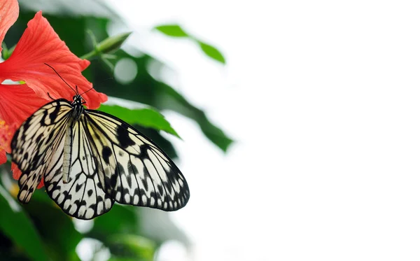 Farfalla su fiore rosso — Foto Stock