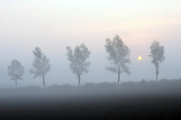 Foggy sunrise — Stock Photo, Image