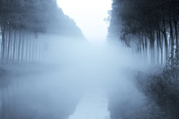 Niebla en el parque —  Fotos de Stock