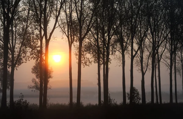 Foggy sunrise — Stock Photo, Image